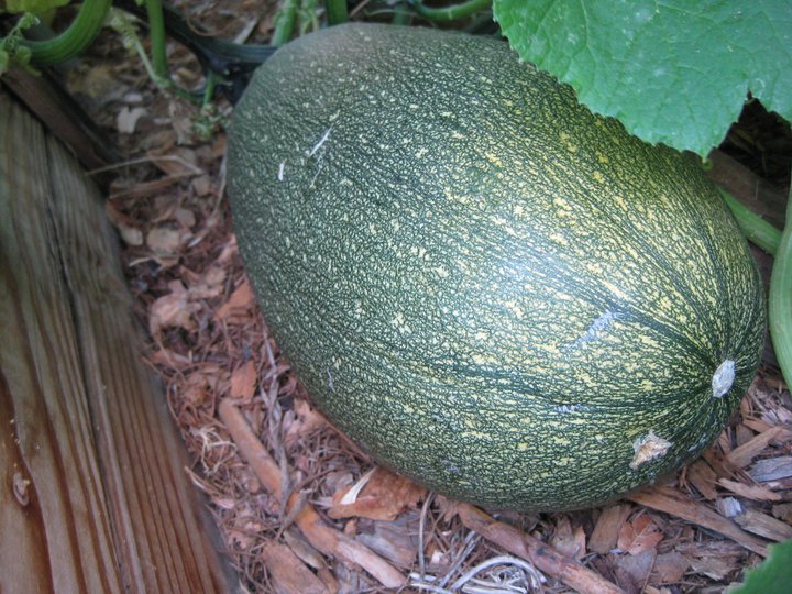 can you eat cross pollinated squash